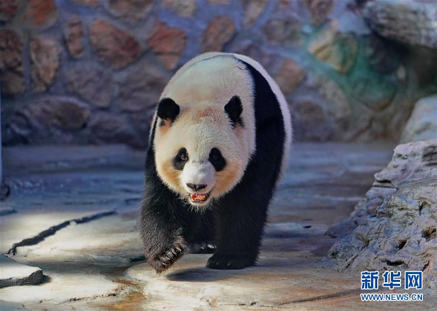 四只大熊猫“做客”河北