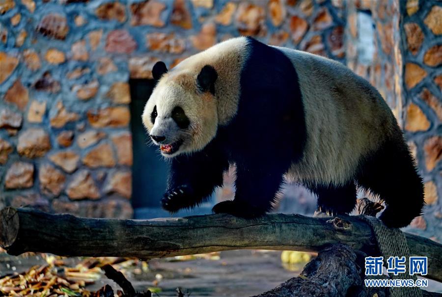 四只大熊猫“做客”河北