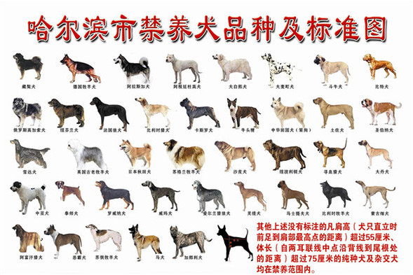 哈尔滨市39种犬只禁养 一户最多饲养一只准养犬