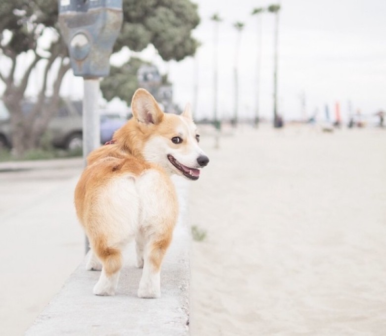 美国柯基犬圆浑臀部吸万千粉丝(组图)