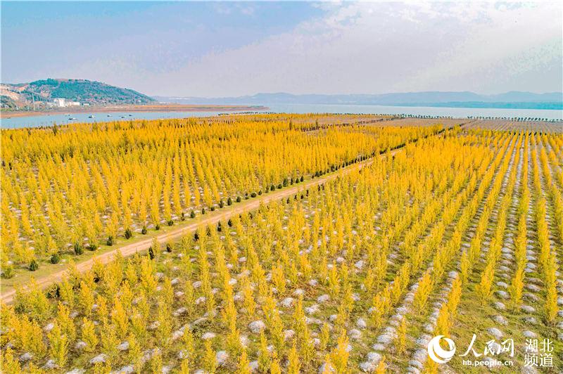 湖北鄖陽沿江生態屏障成為守護“北方水缸”的“凈化器”