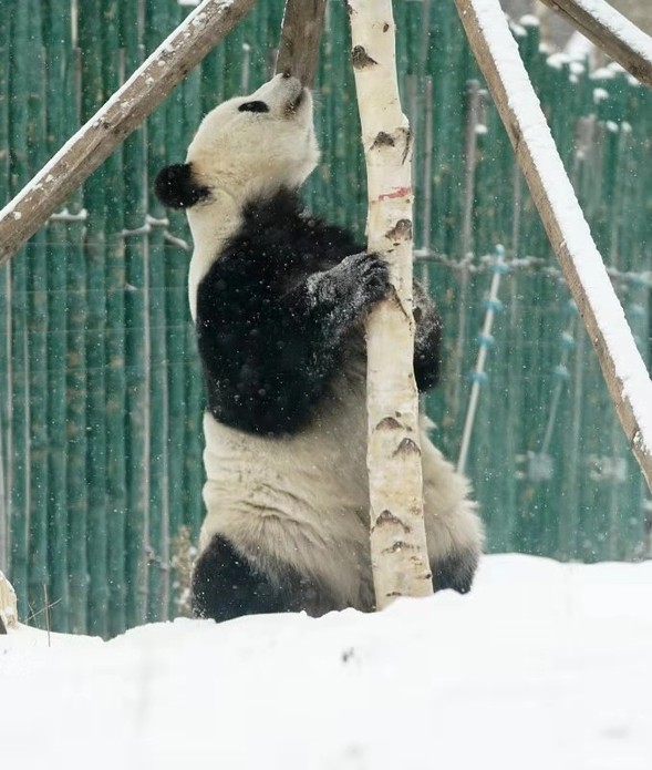 亞布力熊貓愛玩雪