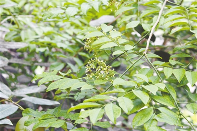【旅游资讯-文字列表】郑州植物园黄花梨首次开花 米黄色小花带有清香味