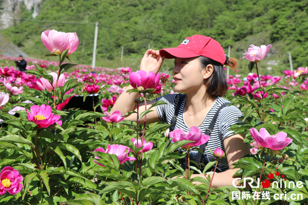 五月相約阿壩州松潘縣 賞芍藥花開正豔