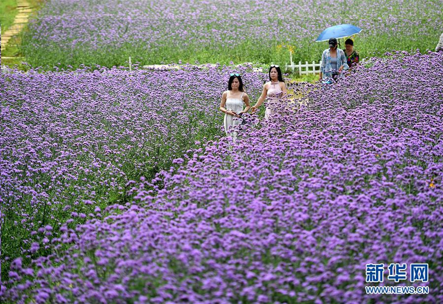 广西柳州市：紫色浪漫醉游人