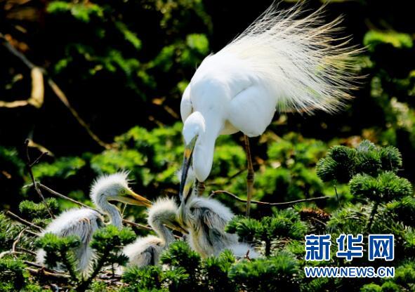 湖南桂东县：迁徙鹭鸟在此“相夫育子”