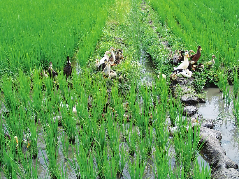 吉林省開展農藥使用量零增長行動推進病蟲害綠色防控工作