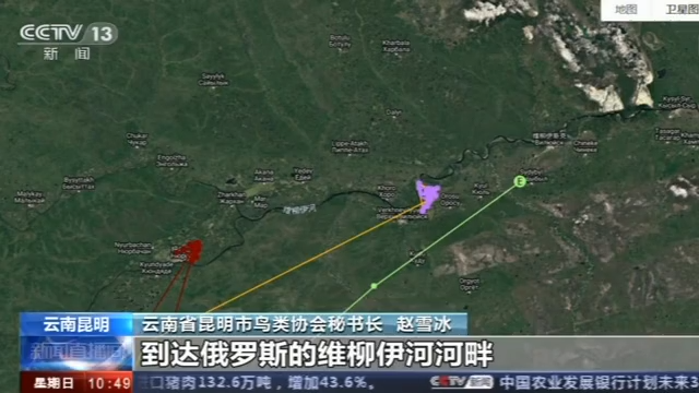 图片默认标题_fororder_红嘴鹰-2