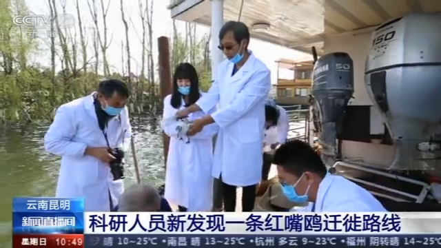 图片默认标题_fororder_红嘴鹰-1