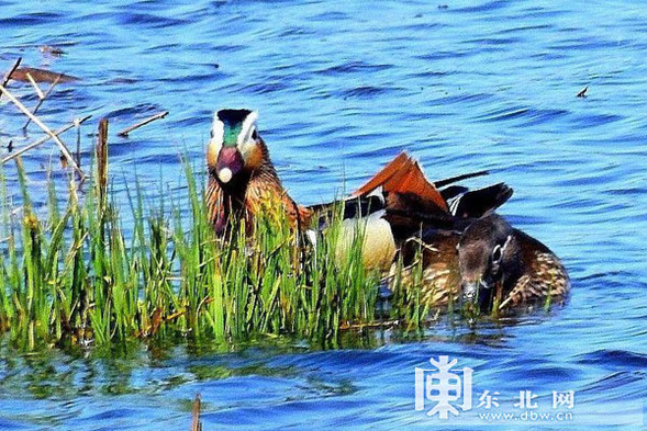 大興安嶺生態和諧 鴛鴦怡然戲水 大興安嶺生態和諧 鴛鴦怡然戲水