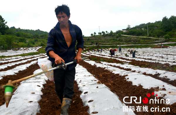 貴州省黔西縣雨朵鎮蒿枝村辣椒鋪就致富路