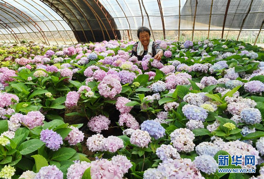 河北辛集：“鲜花经济”助增收