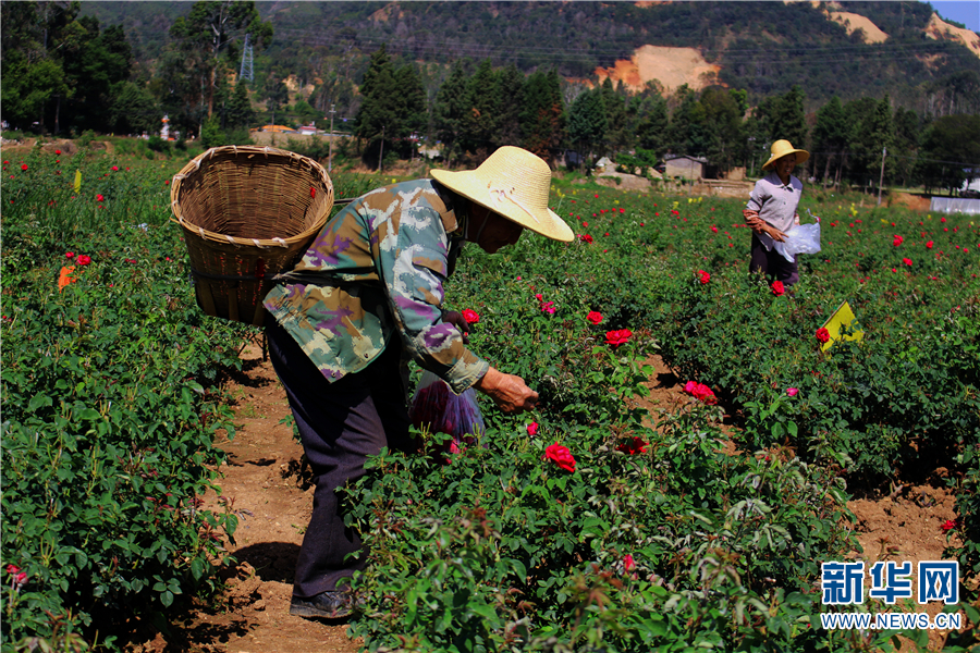 雲南安寧：近萬畝玫瑰競相爭艷