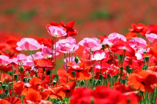 图片默认标题_fororder_54