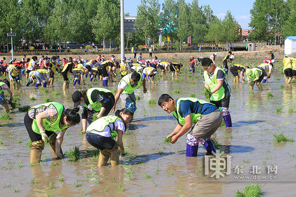 200余“城市小农夫”在通河县体验亲子插秧研学活动