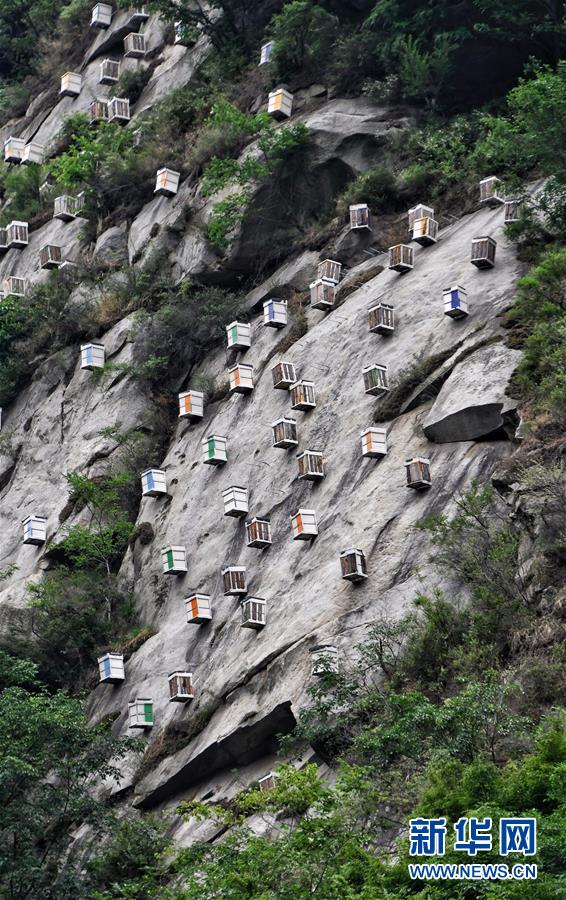 北京密云：燕山深处崖蜜飘香