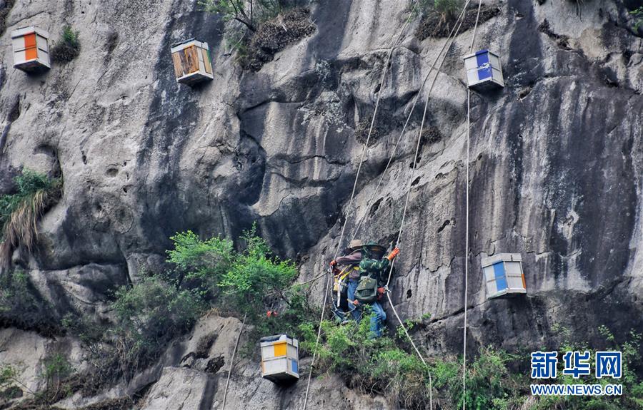 北京密云：燕山深处崖蜜飘香