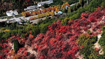 Scenery of red leaves on mountain in Luoyang