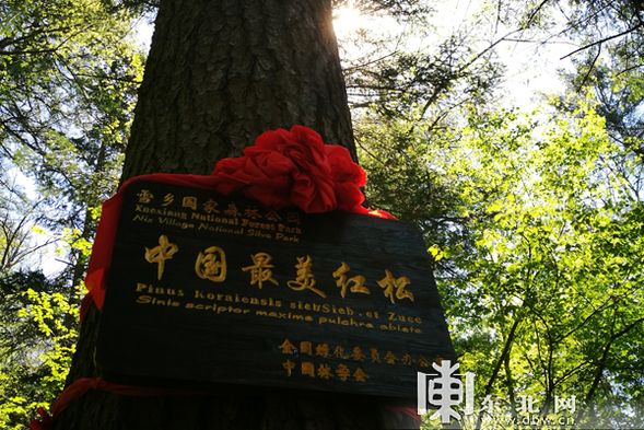 “中国最美红松”在雪乡揭牌 夏季旅游产品清凉上线
