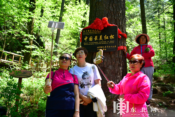 “中国最美红松”在雪乡揭牌 夏季旅游产品清凉上线