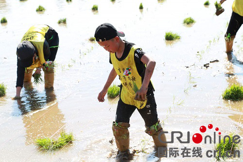 【黑龙江】哈尔滨市通河县举行吉尼斯稻香村亲子插秧研学行活动