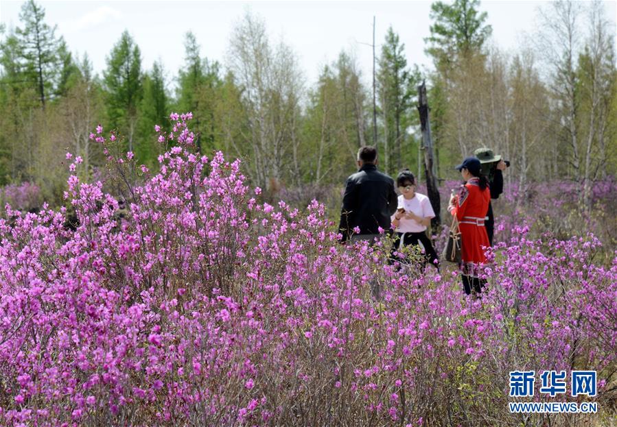 內蒙古阿爾山：杜鵑花開引客來
