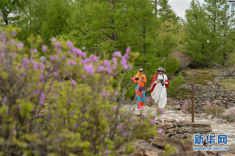 阿尔山：杜鹃花开引客来