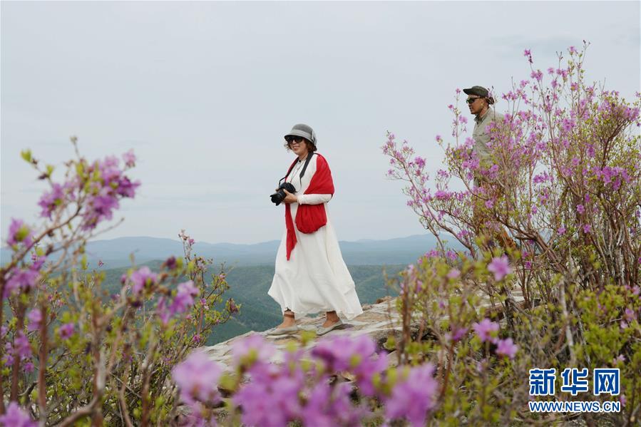 阿尔山：杜鹃花开引客来