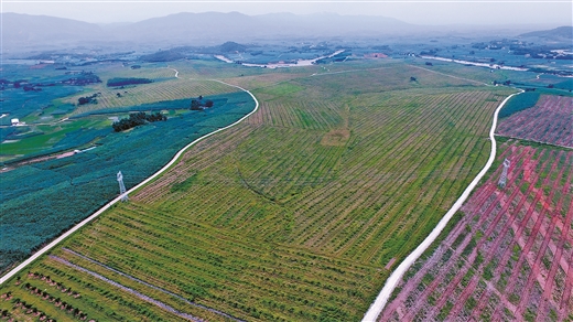 图片默认标题_fororder_上思县十万大山坚果产业（核心）示范区，是当地最大产业扶贫基地。