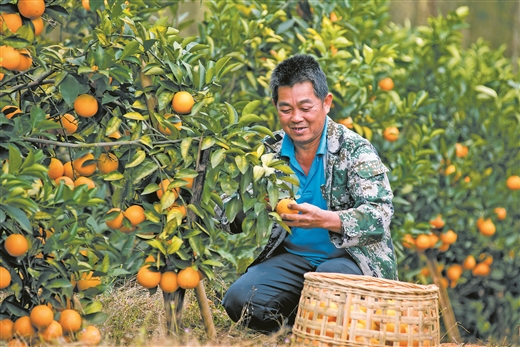图片默认标题_fororder_上思县那琴乡排柳村果农在自家柑橘园采摘。
