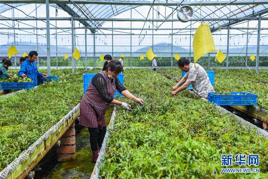 浙江慈溪：盐碱地科技种植助力现代农业