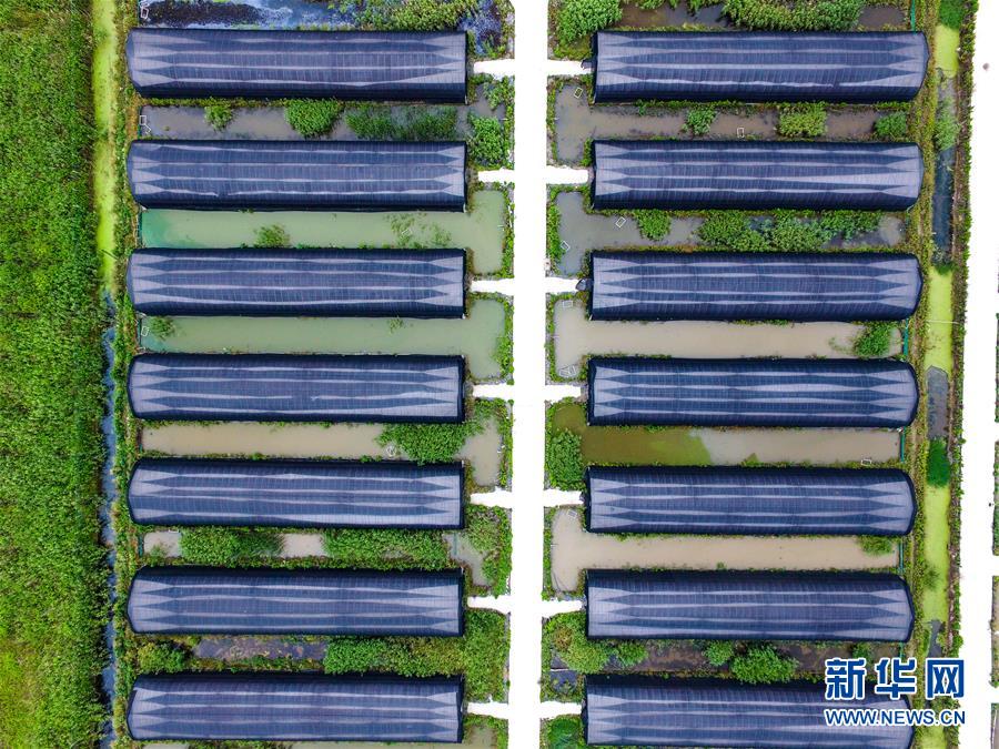 浙江慈溪:盐碱地科技种植助力现代农业 浙江慈溪:盐碱地科技种植助力现代农业