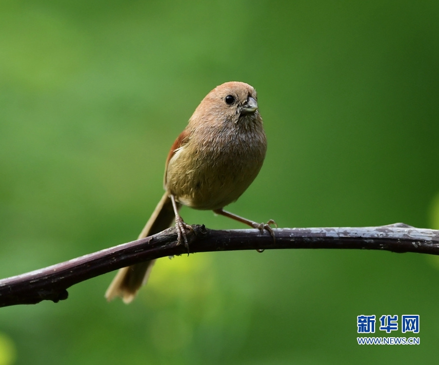 全域：寻找初夏大美之鸟