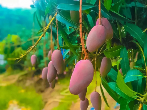 签约喜讯丨君澜酒店再进三亚 “海南度假圈”又夯实