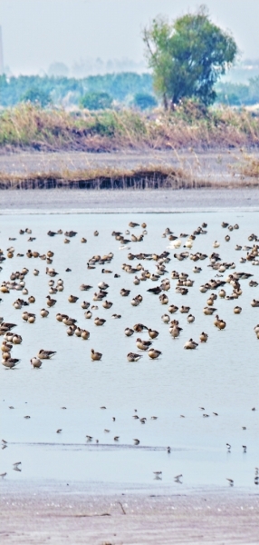 【城市遠洋圖片】4萬隻冬候鳥歡聚武漢沉湖濕地