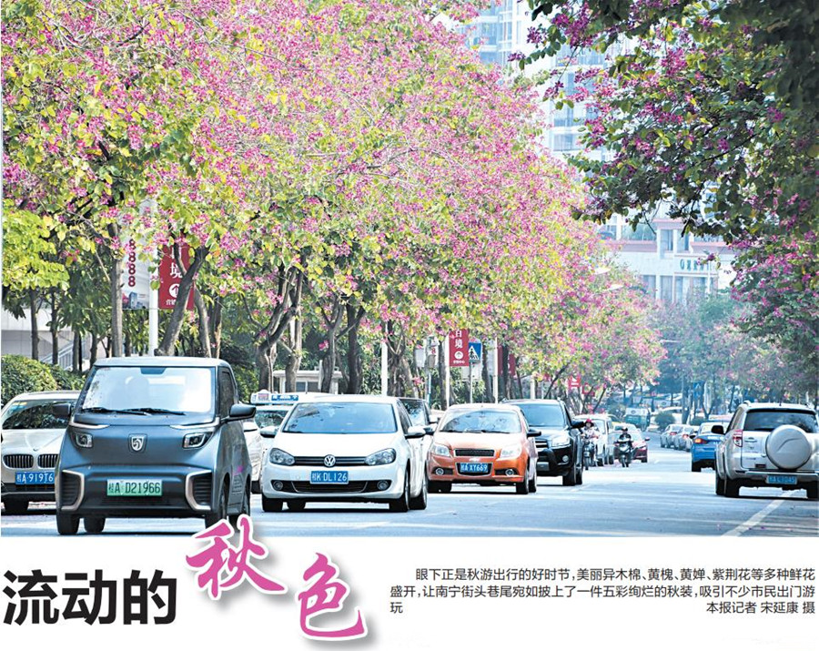 南寧街頭鮮花盛開成為市民賞秋"網紅"打卡地