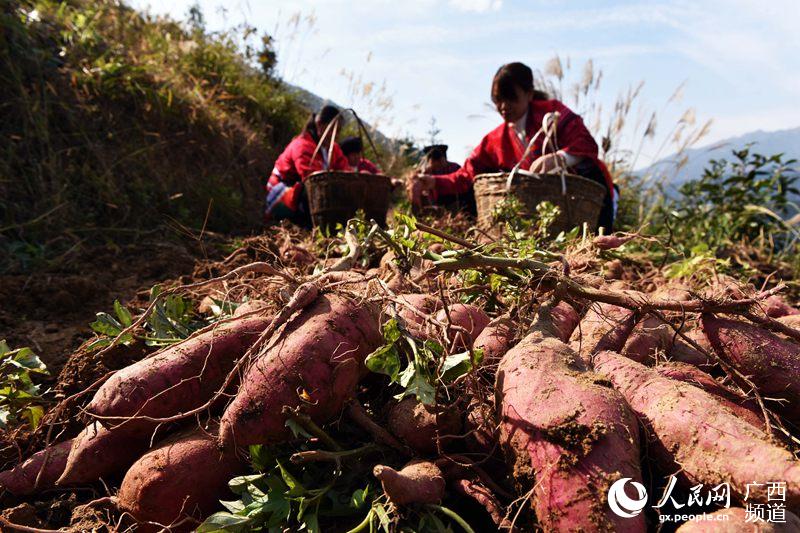 广西龙胜：红薯飘香助脱贫