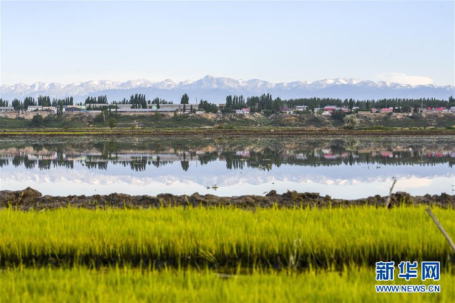 新疆伊犁河谷稻田生态美