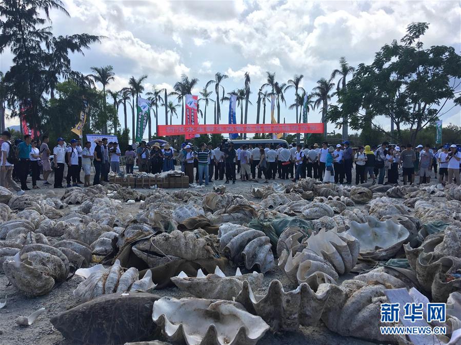 中國海龜保護聯盟在海南三亞成立