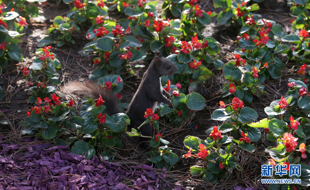 瀋陽:小松鼠花叢間覓食