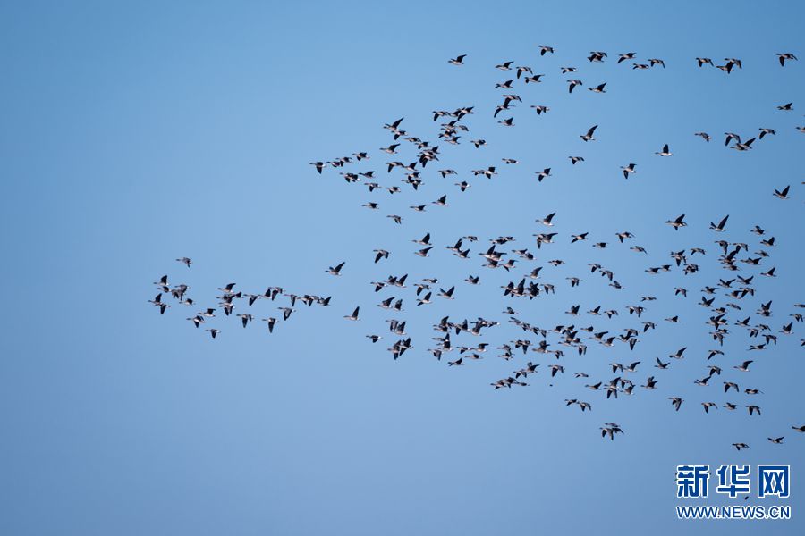 【城市远洋+图】【焦点图-大图】【移动端-轮播图】郑州市黄河滩区又见雁归来