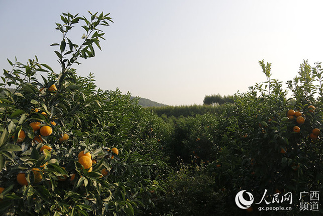 南宁岜博山：种好水果，打造水果产业链扶贫