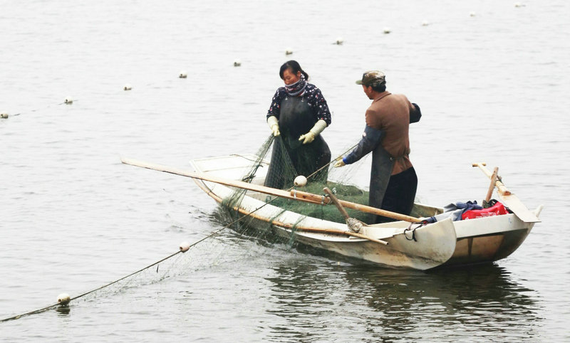 【河南供稿】週口淮陽：傳統捕魚保護生態