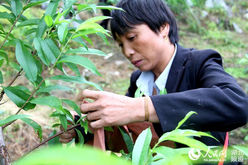 湖北鹤峰：冬桃套袋等丰收