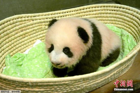 排队看大熊猫“香香”！日动物园拟改变其参观方式