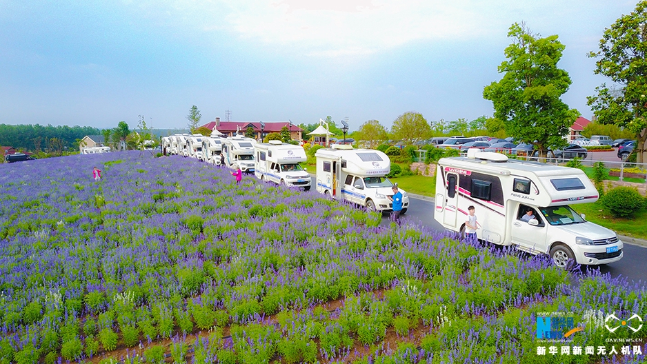 航拍南京巴布洛生态谷 追寻紫色“普罗旺斯梦”