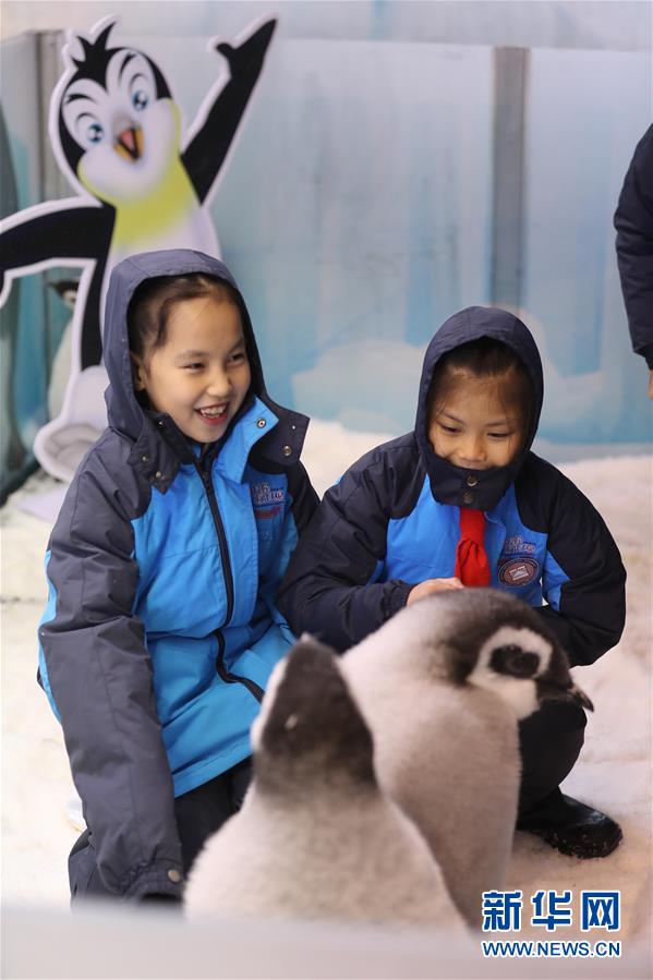廣東珠海：小學生零距離接觸帝企鵝