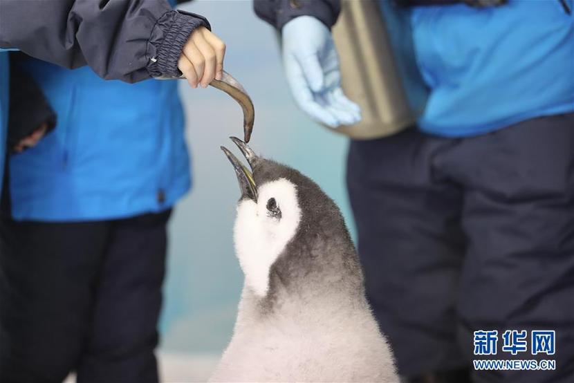 廣東珠海：小學生零距離接觸帝企鵝