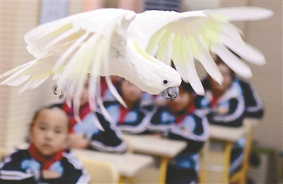鳥島鸚鵡飛進瀋陽渾南區東陵路小學課堂
