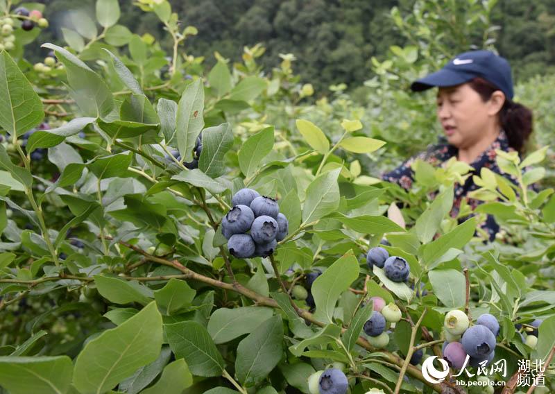 湖北保康：蓝莓熟了 农民乐了